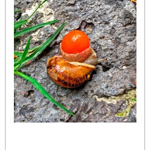 http://balambartolome.com/files/gimgs/th-94_Caracol-Tomate-web.jpg